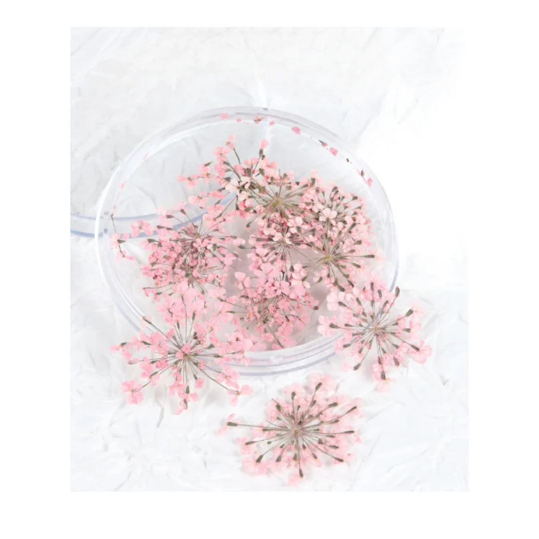 CNBS Dried Flowers - Pressed Lace - Image 2