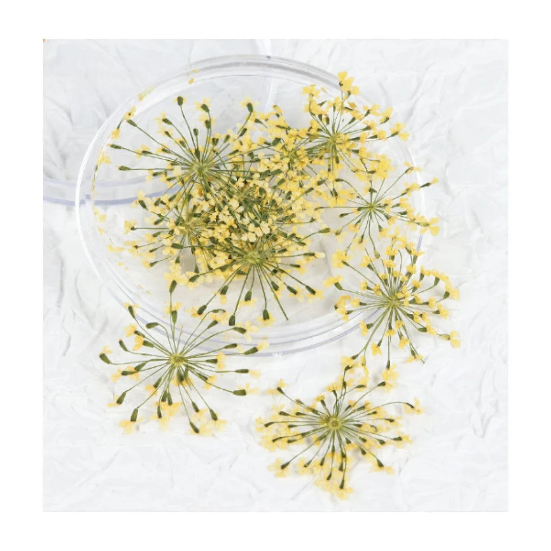 CNBS Dried Flowers - Pressed Lace - Image 6